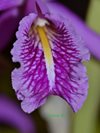 Cattleya maxima 